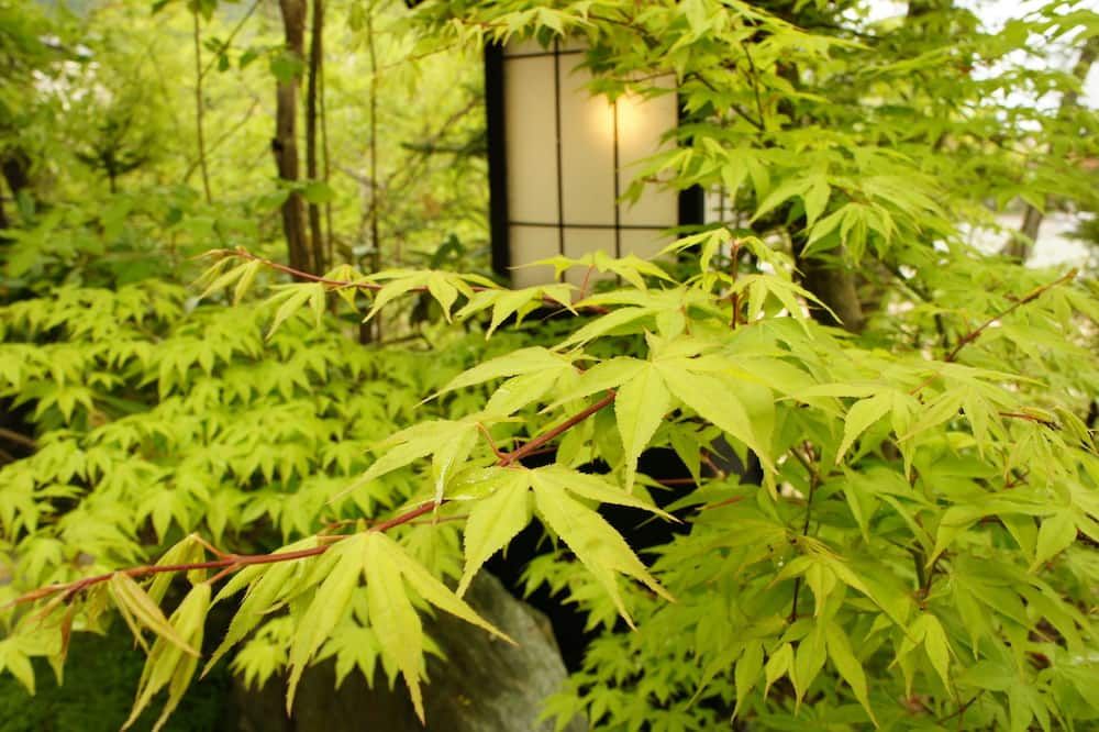 Outdoor view