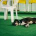 Pet friendly